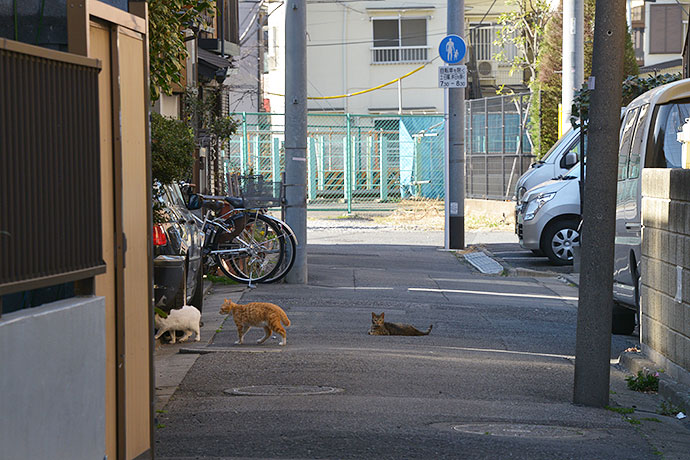 街のねこたち