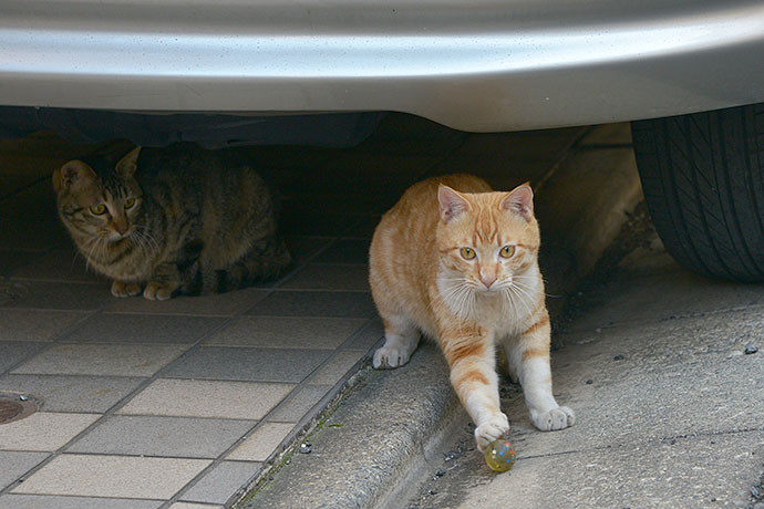 街のねこたち