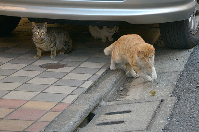 街のねこたち