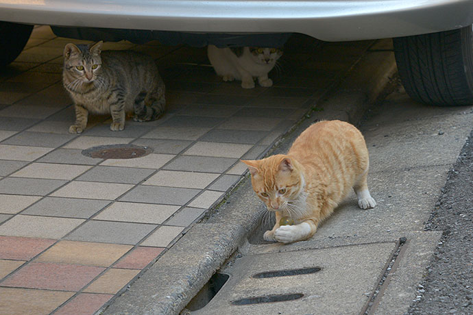 街のねこたち