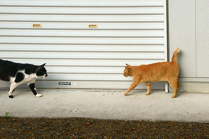 街のねこたち