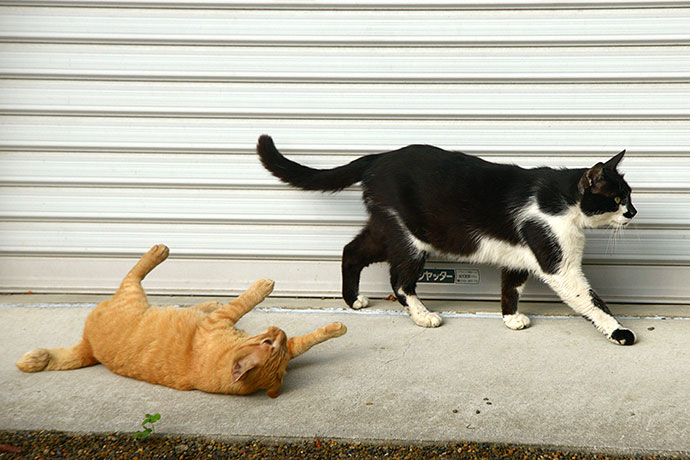 街のねこたち