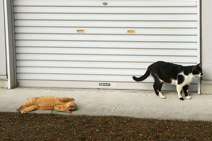 街のねこたち