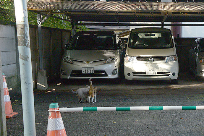 街のねこたち