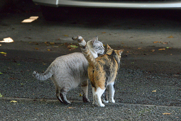 街のねこたち