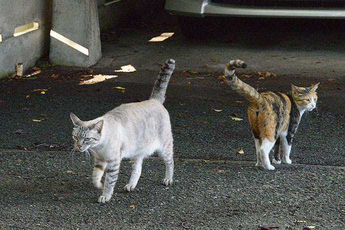 街のねこたち