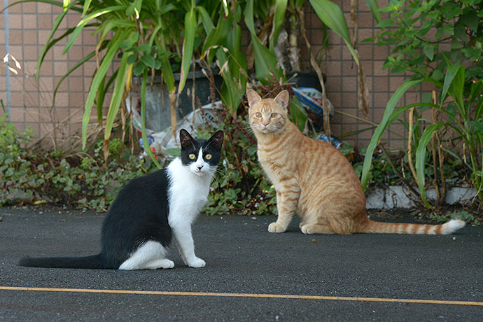 街のねこたち