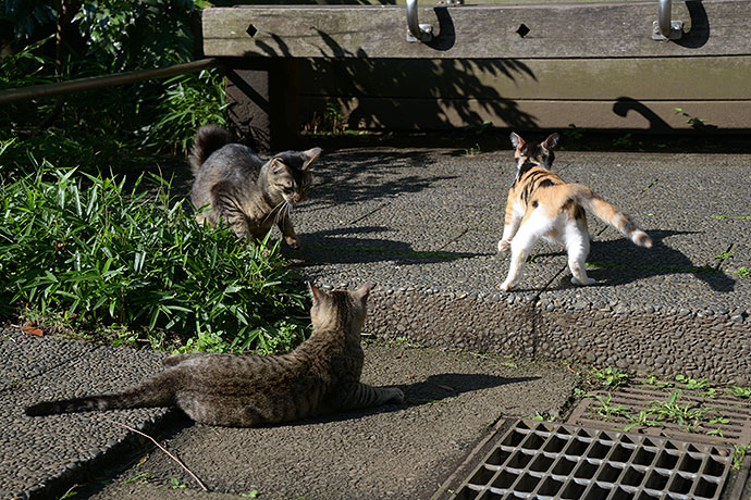街のねこたち