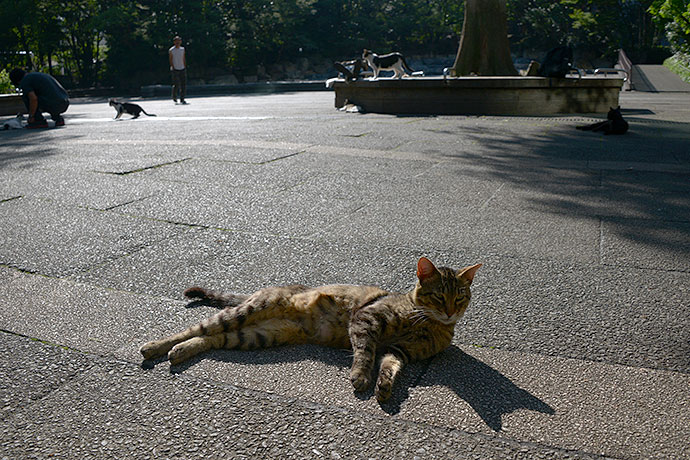 街のねこたち
