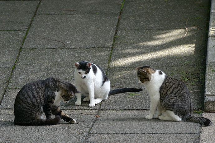 街のねこたち