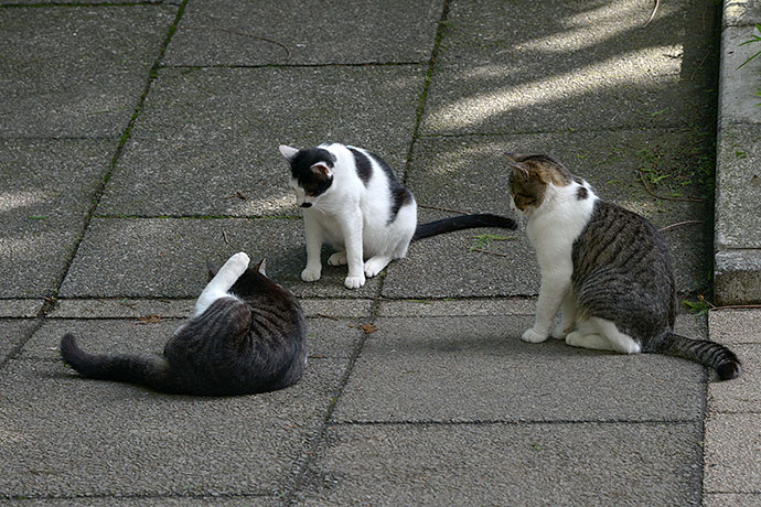 街のねこたち