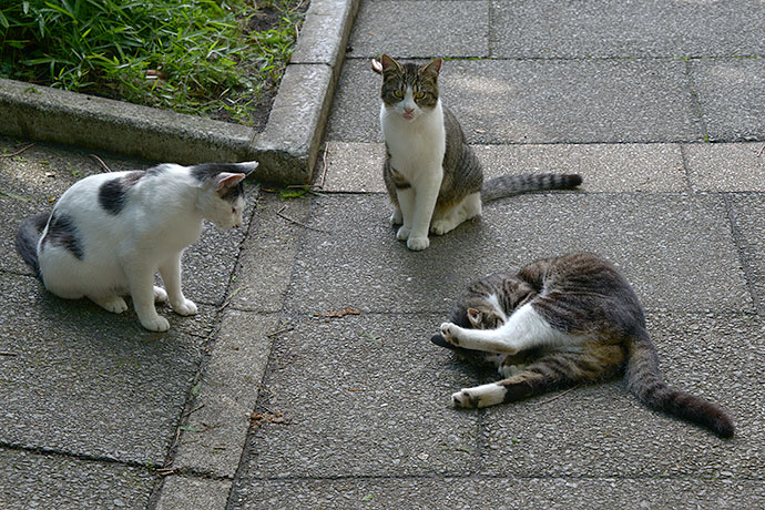 街のねこたち
