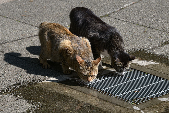 街のねこたち