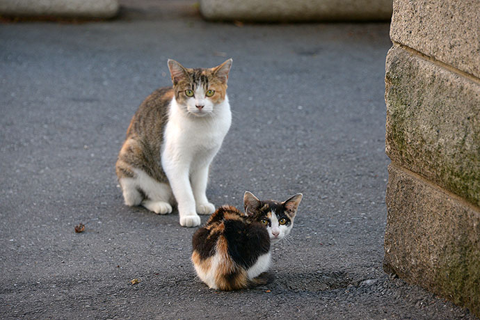 街のねこたち