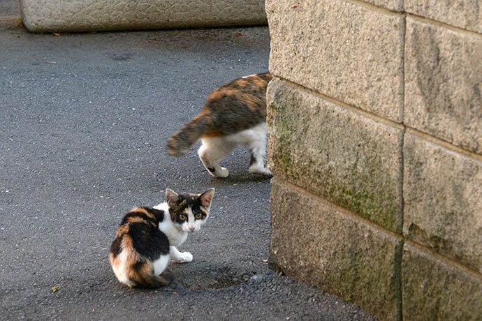 街のねこたち