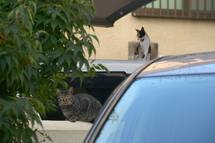 街のねこたち