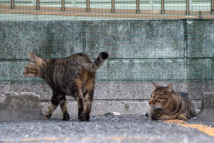 街のねこたち