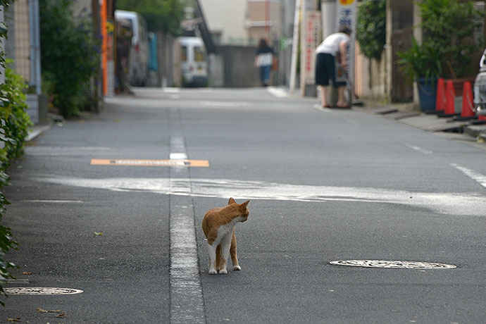 街のねこたち