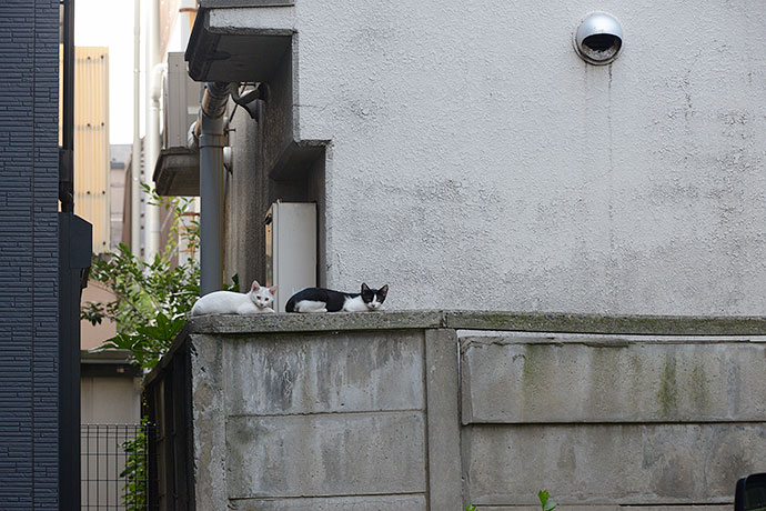 街のねこたち