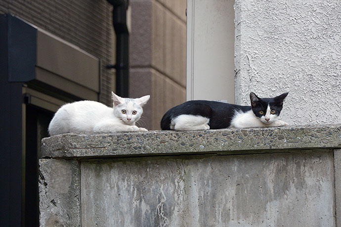 街のねこたち