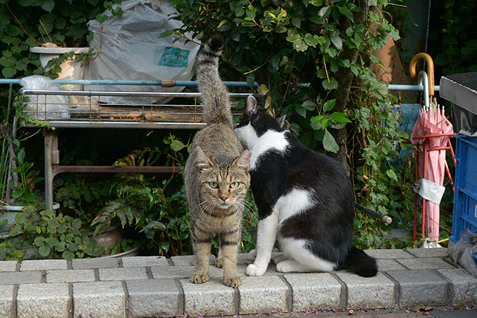 街のねこたち