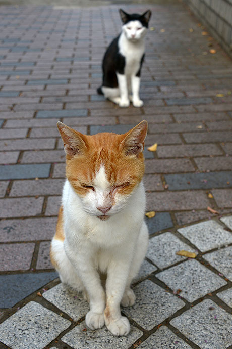 街のねこたち