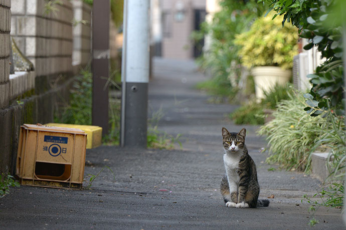街のねこたち
