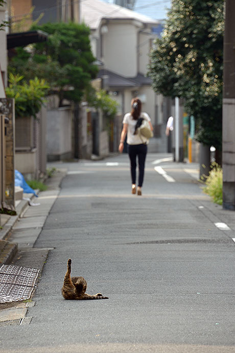 街のねこたち