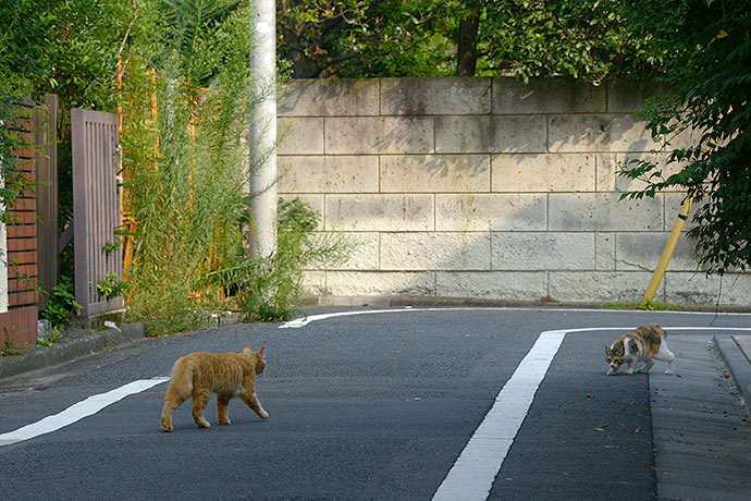 街のねこたち