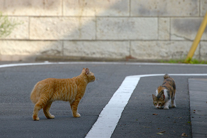 街のねこたち