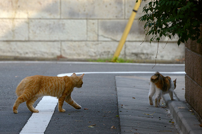 街のねこたち