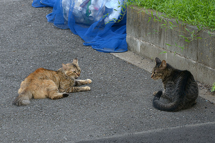 街のねこたち