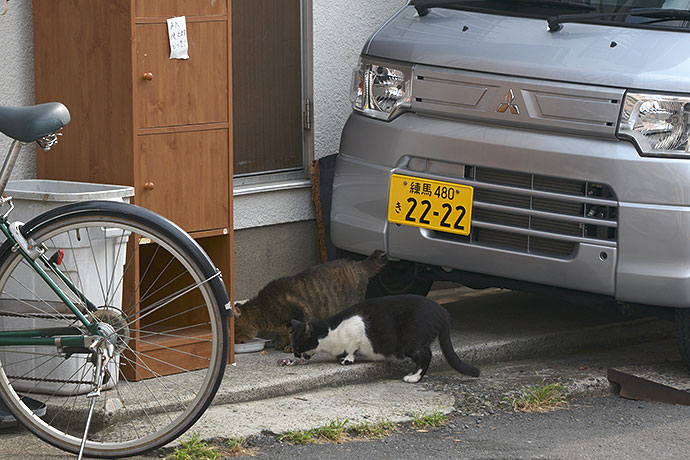 街のねこたち
