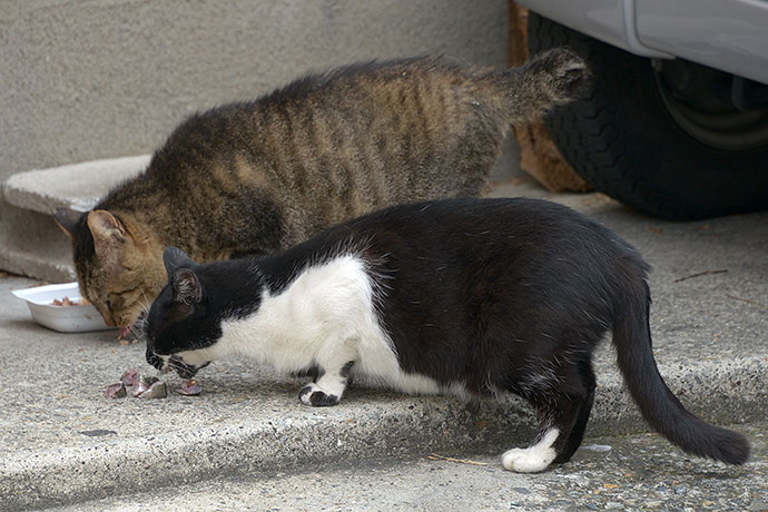 街のねこたち