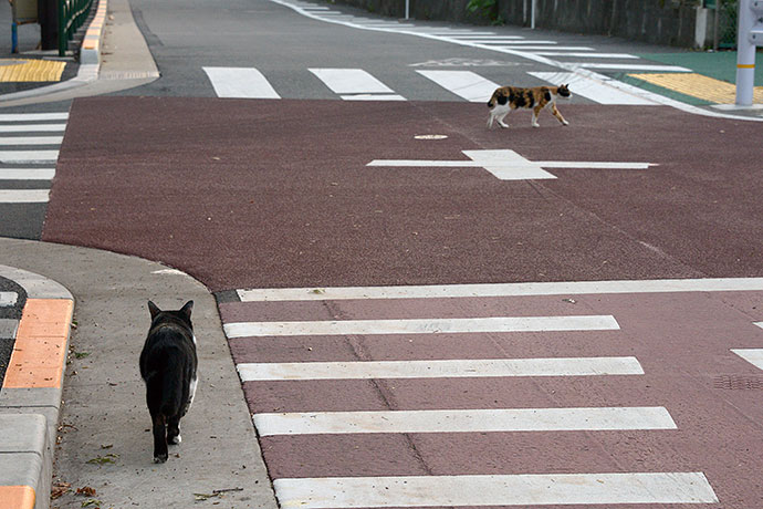 街のねこたち