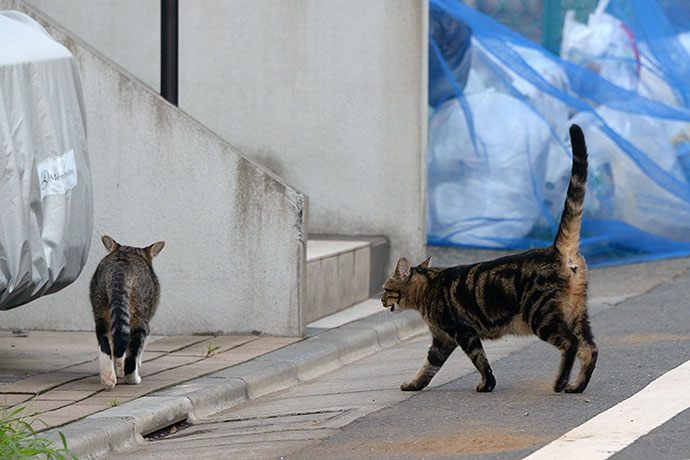 街のねこたち