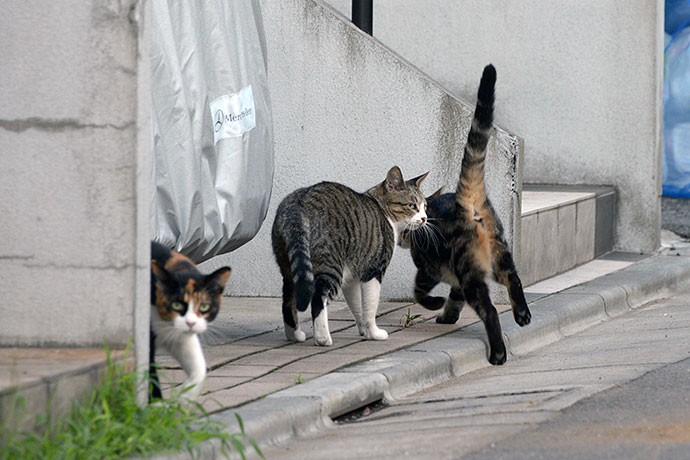 街のねこたち