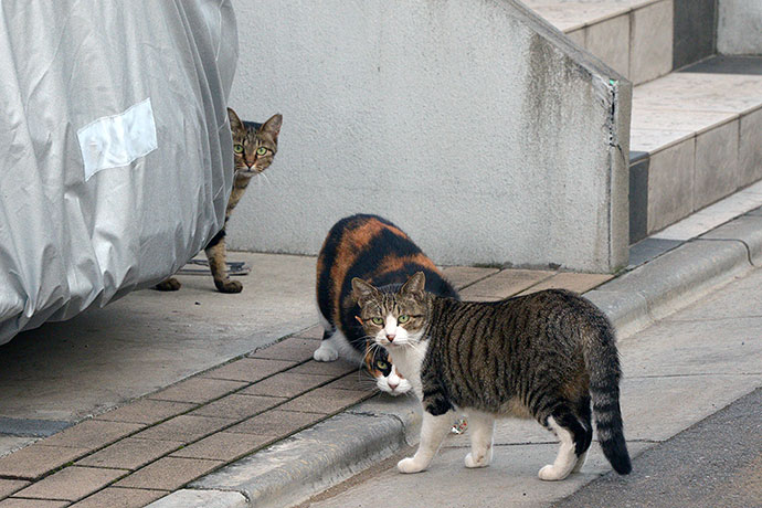 街のねこたち