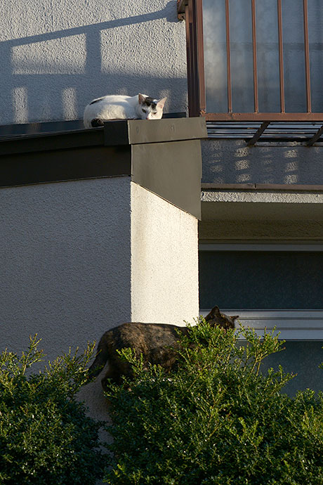 街のねこたち
