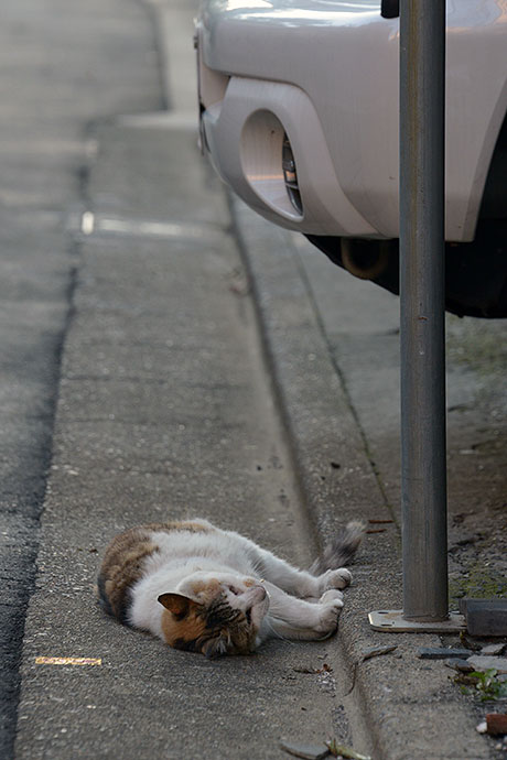街のねこたち