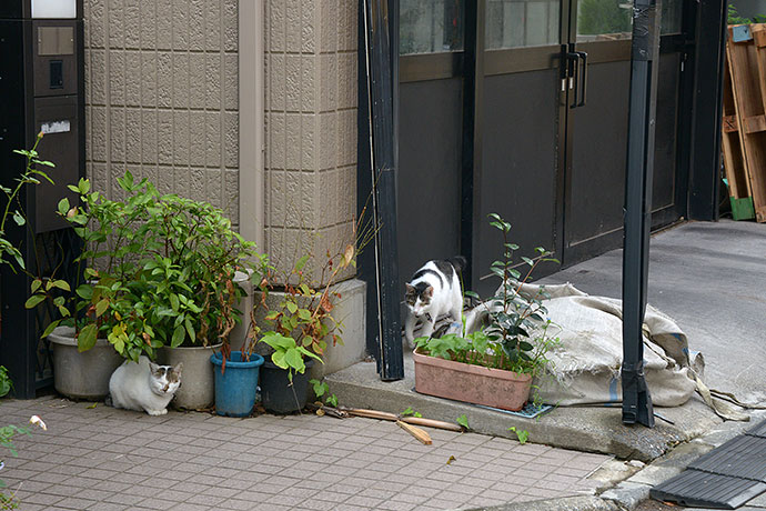 街のねこたち