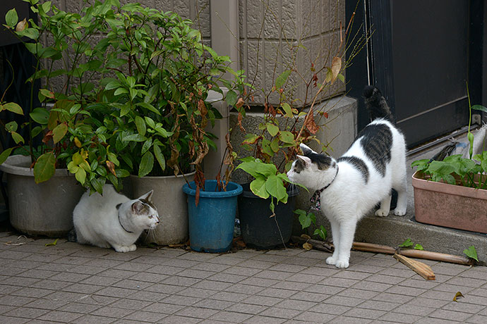 街のねこたち