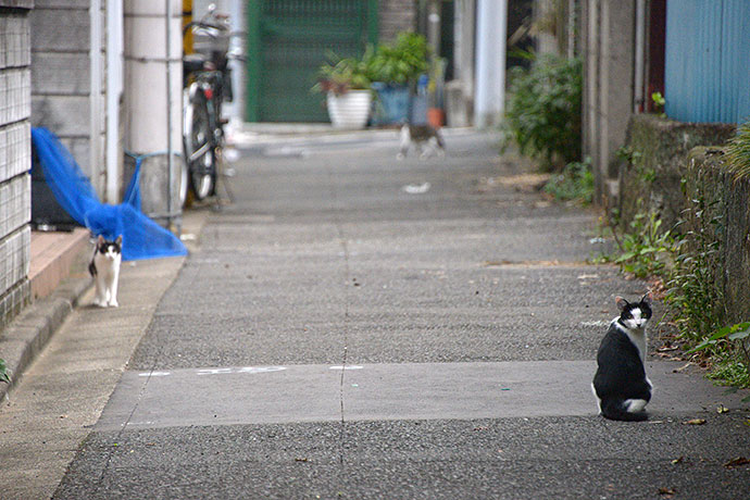 街のねこたち