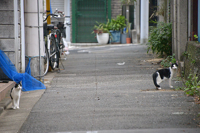 街のねこたち