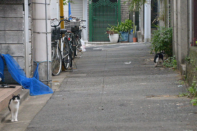 街のねこたち