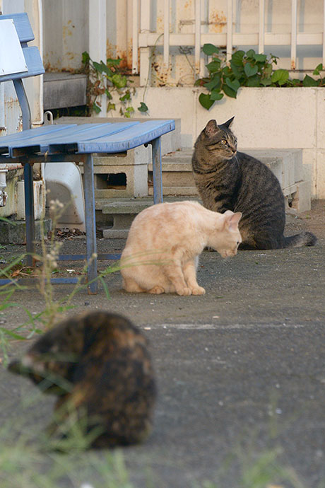 街のねこたち