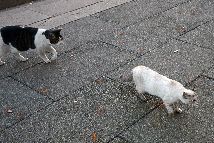 街のねこたち