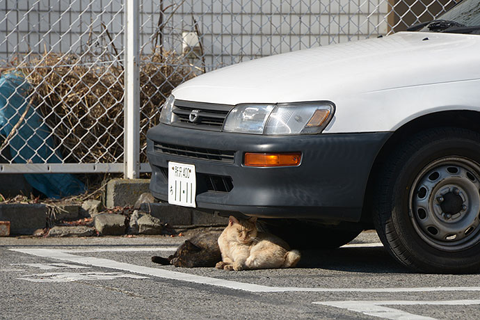 街のねこたち
