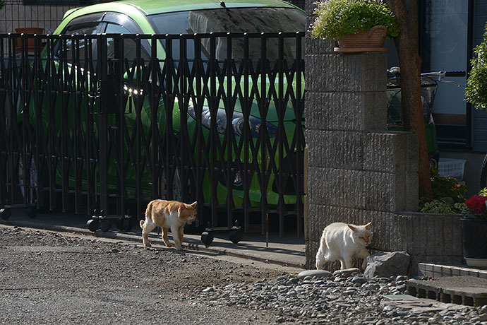 街のねこたち