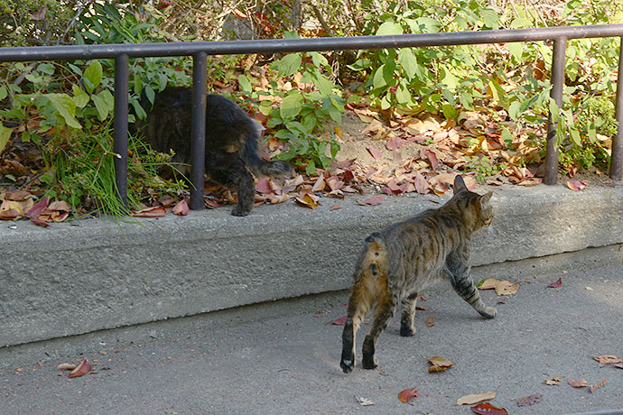 街のねこたち